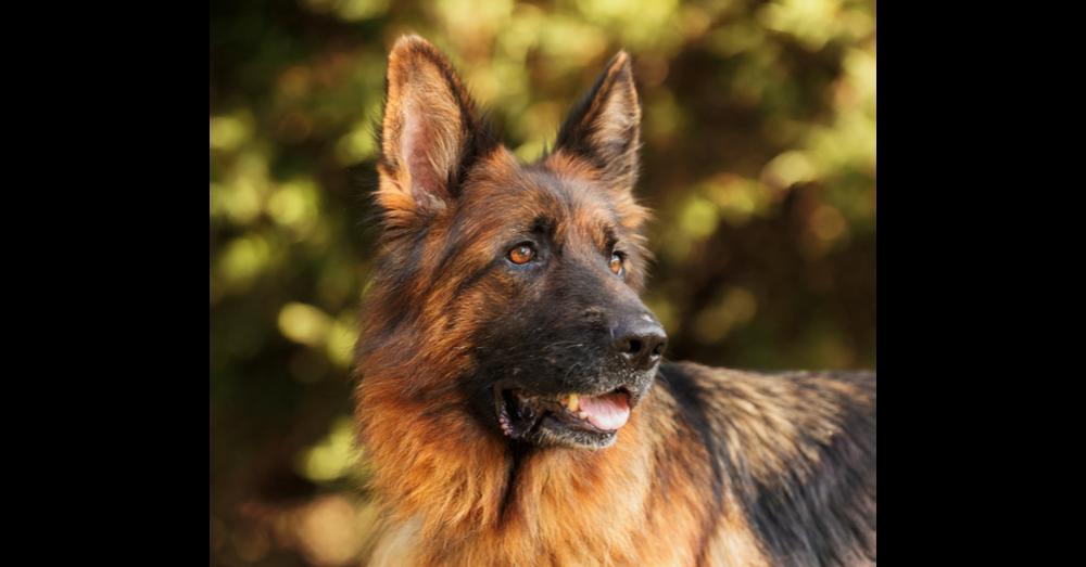 Elektra, a Adoptable German Shepherd Dog in Dacula, GA image 6/6