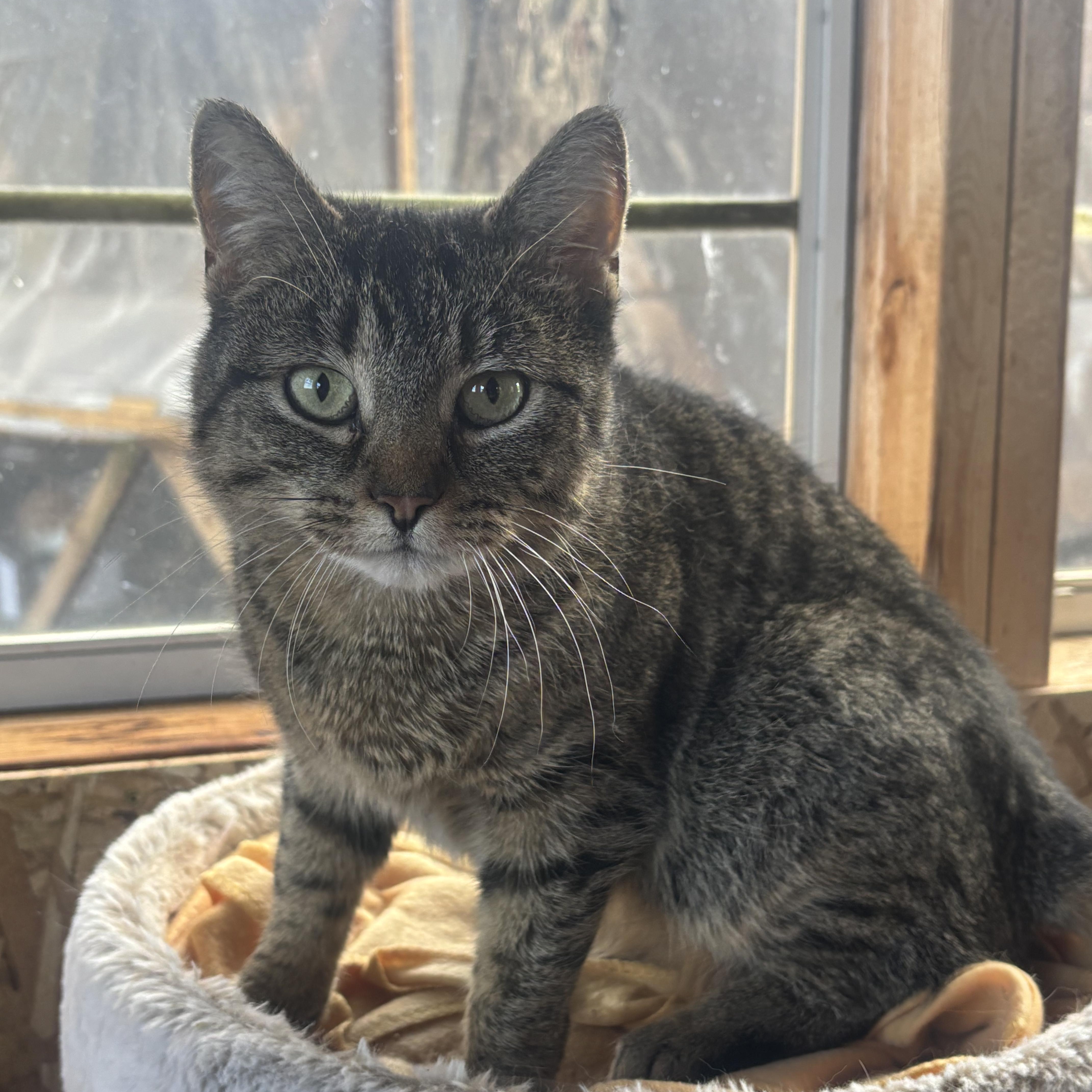 Enlarge Lucy- FeLV+ , a ADOPTABLE Domestic Short Hair in Pardeeville, WI image 1/2