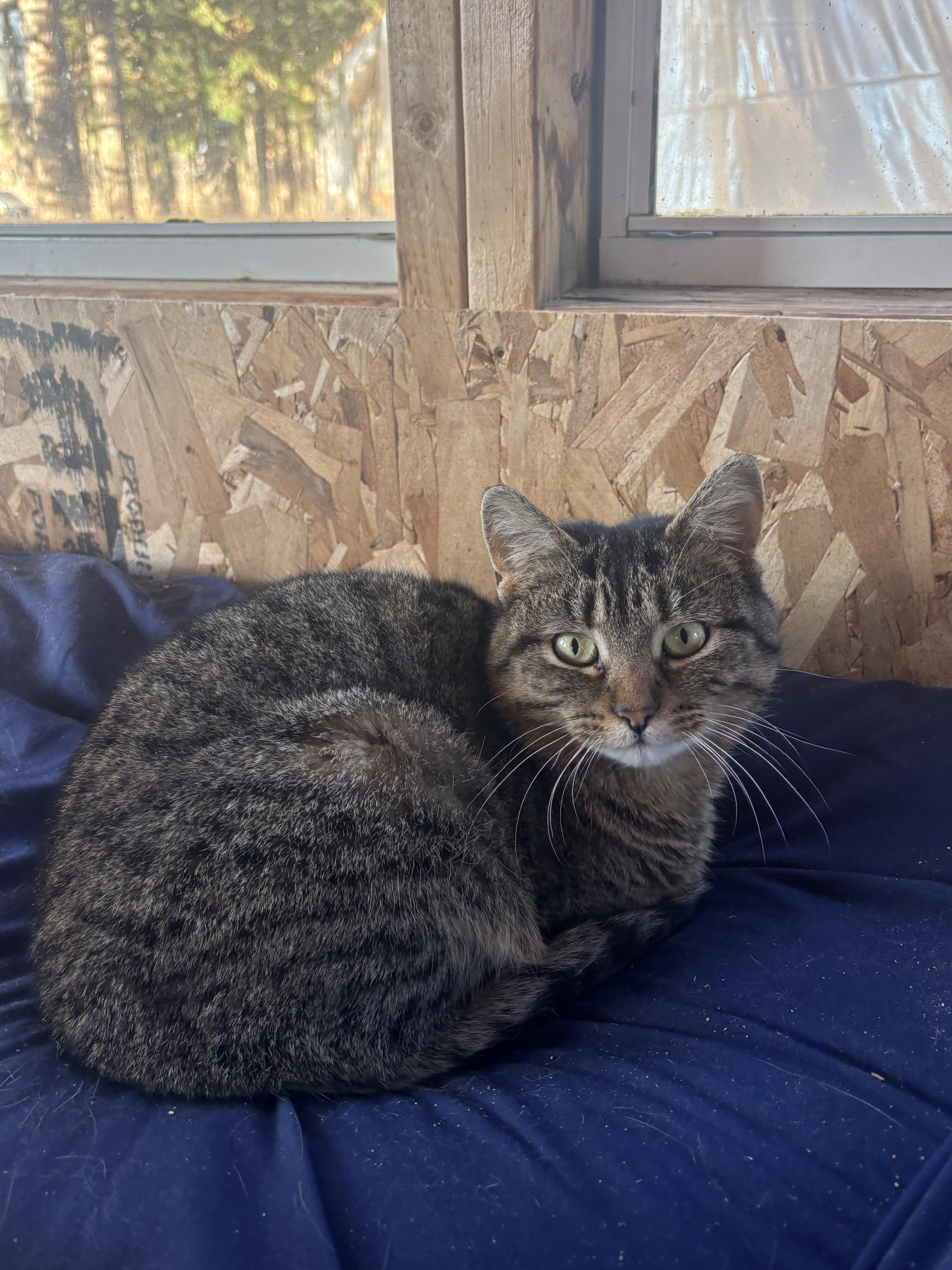 Enlarge Lucy- FeLV+ , a ADOPTABLE Domestic Short Hair in Pardeeville, WI image 2/2