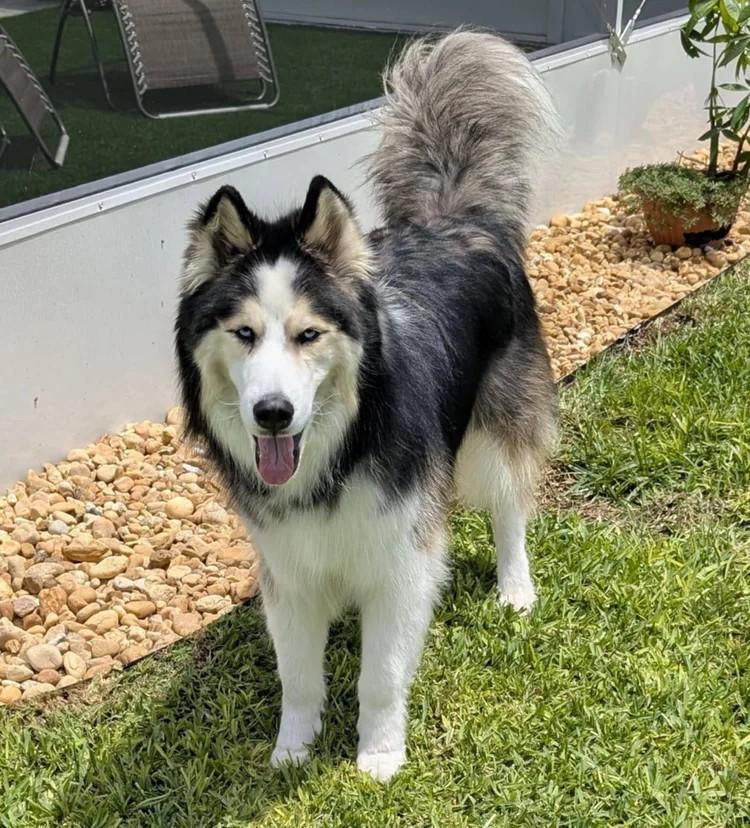 Maxx, a Adoptable Siberian Husky in Winter Springs, FL image 1/6