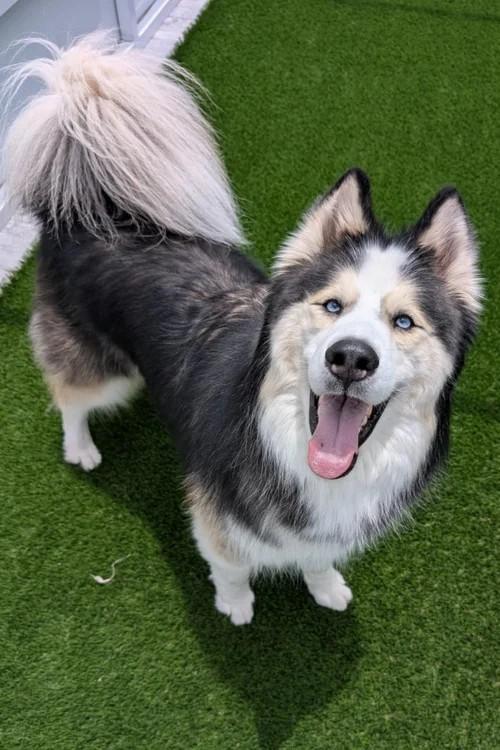 Maxx, Adoptable, Adult Male Siberian Husky.