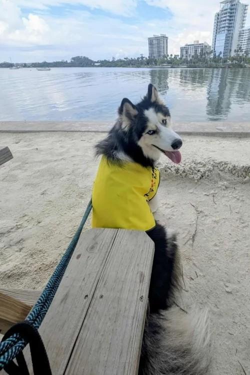 Maxx, a Adoptable Siberian Husky in Winter Springs, FL image 3/6