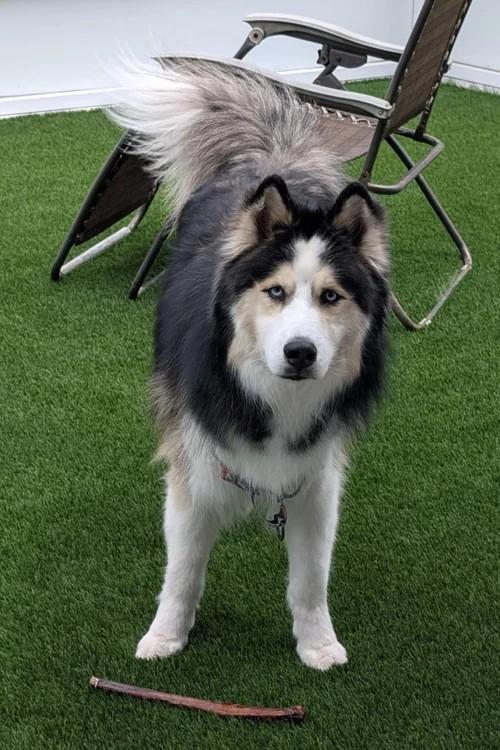 Maxx, a Adoptable Siberian Husky in Winter Springs, FL image 5/6