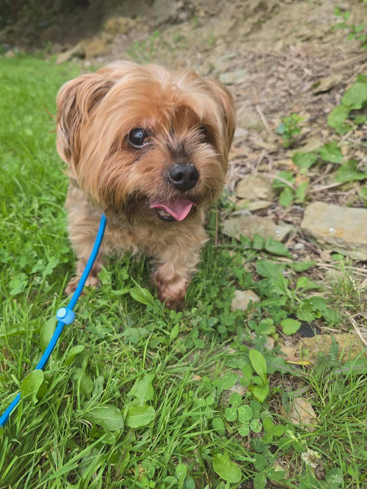 Enlarge Meggie, an adopted Yorkshire Terrier in St. Clairsville, OH image 4/4