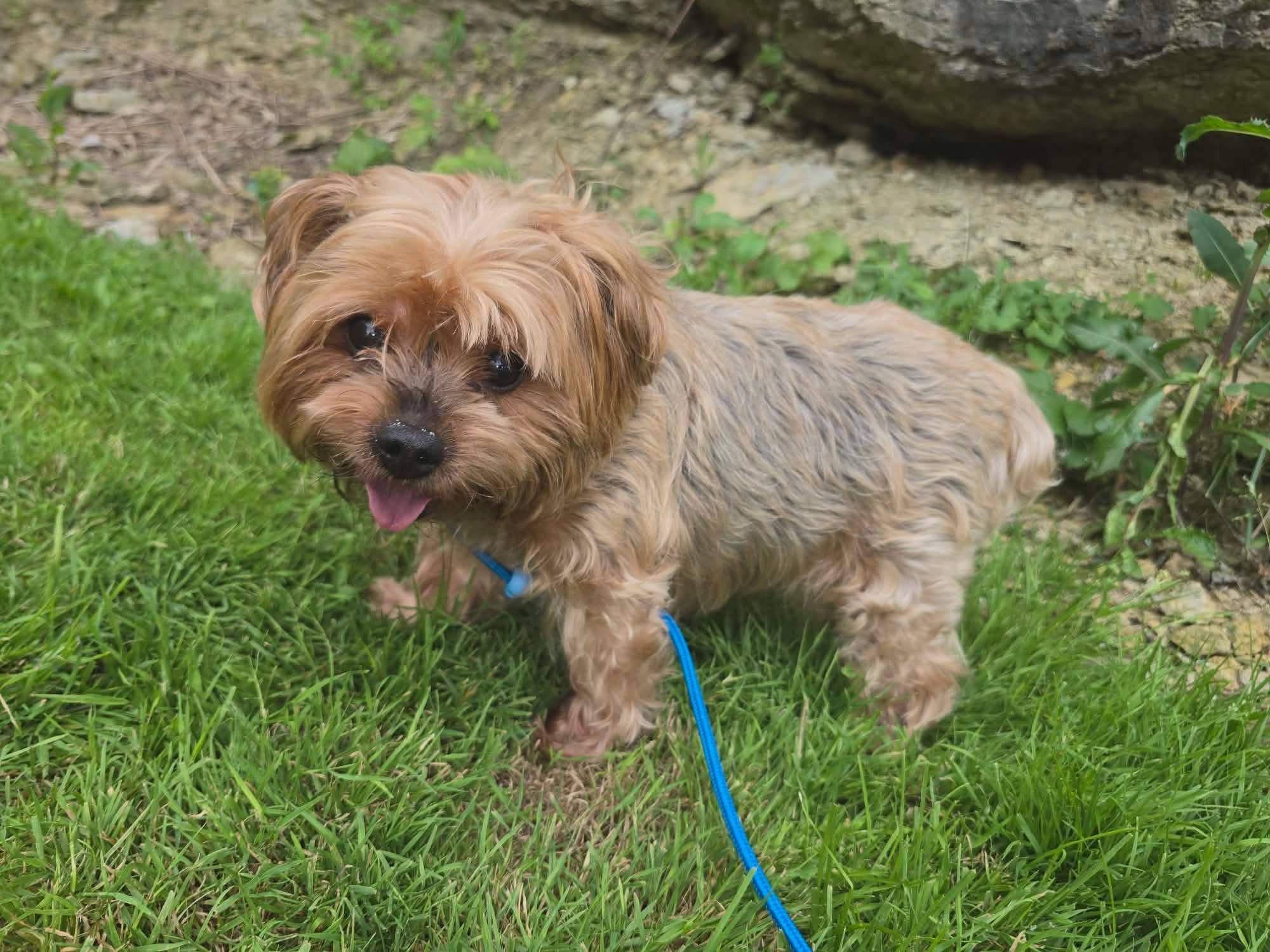 Enlarge Meggie, an adopted Yorkshire Terrier in St. Clairsville, OH image 3/4