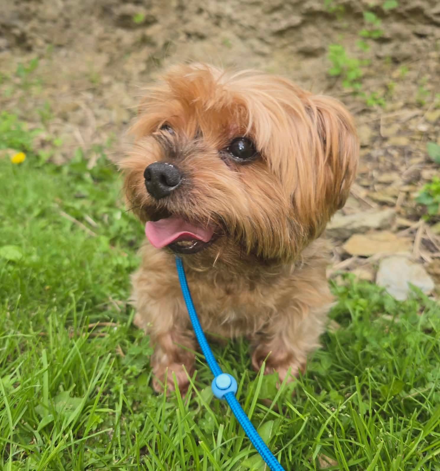 Enlarge Meggie, an adopted Yorkshire Terrier in St. Clairsville, OH image 2/4