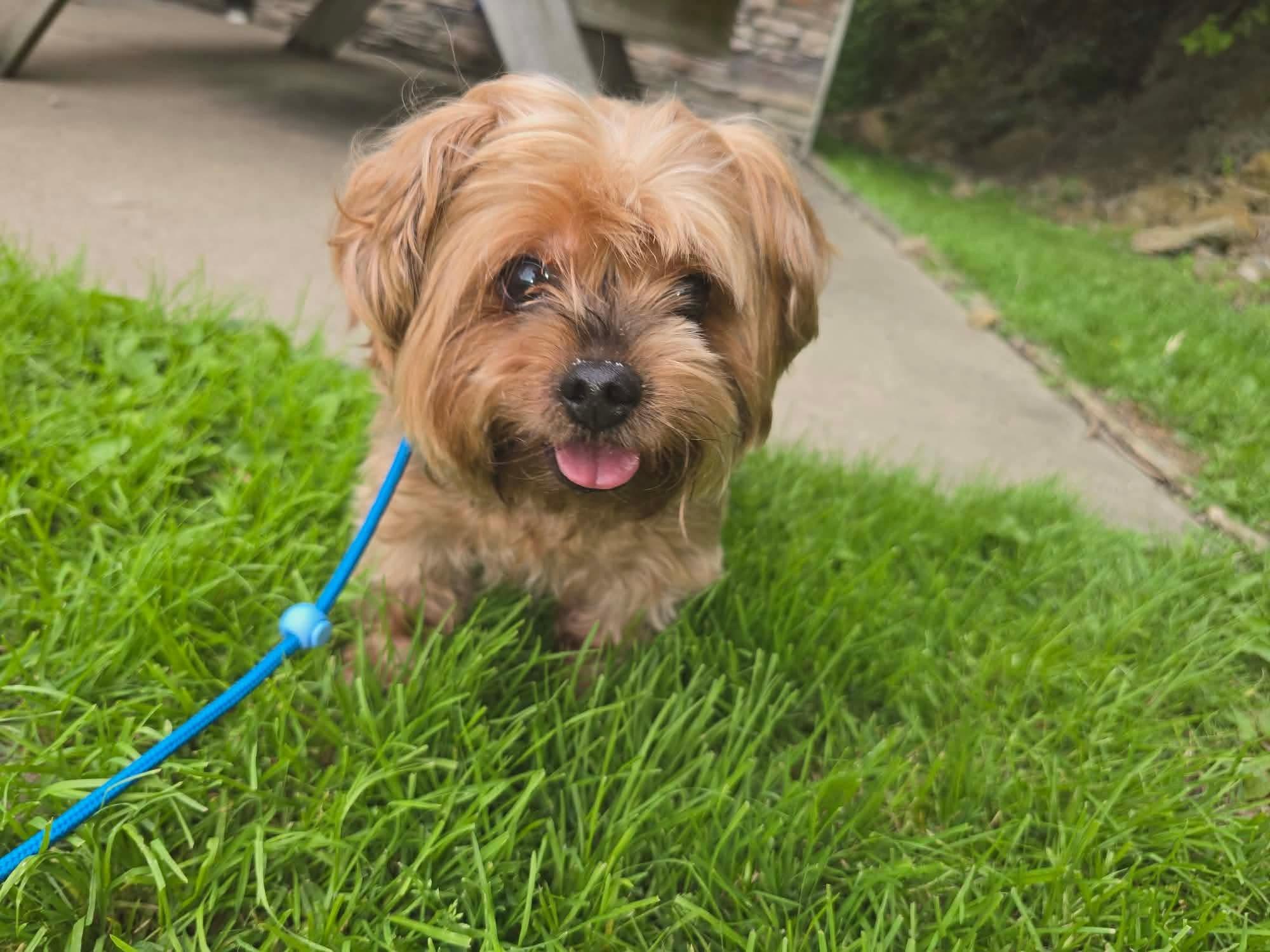 Meggie, adopted, Senior Female Yorkshire Terrier.