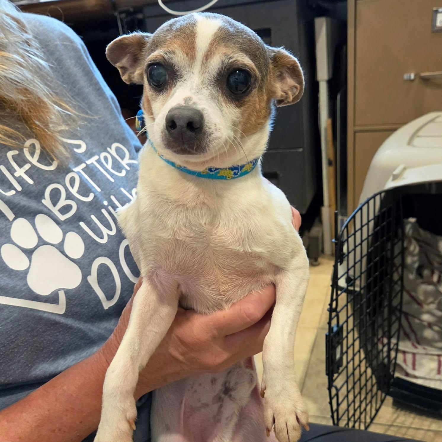 Roo, a ADOPTABLE mixed breed in Sparta, WI image 3/3