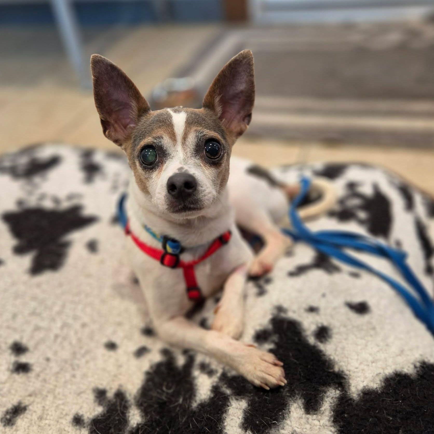 Roo, ADOPTABLE, Adult Male Chihuahua.