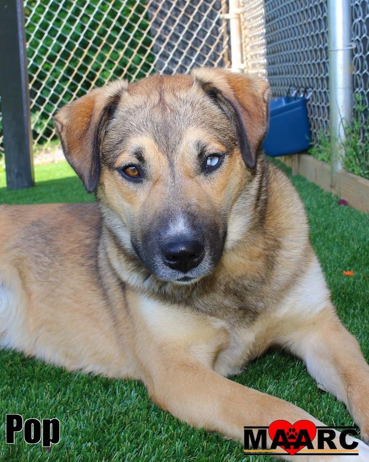 Pop, Adoptable, Young Male German Shepherd Dog & Retriever.