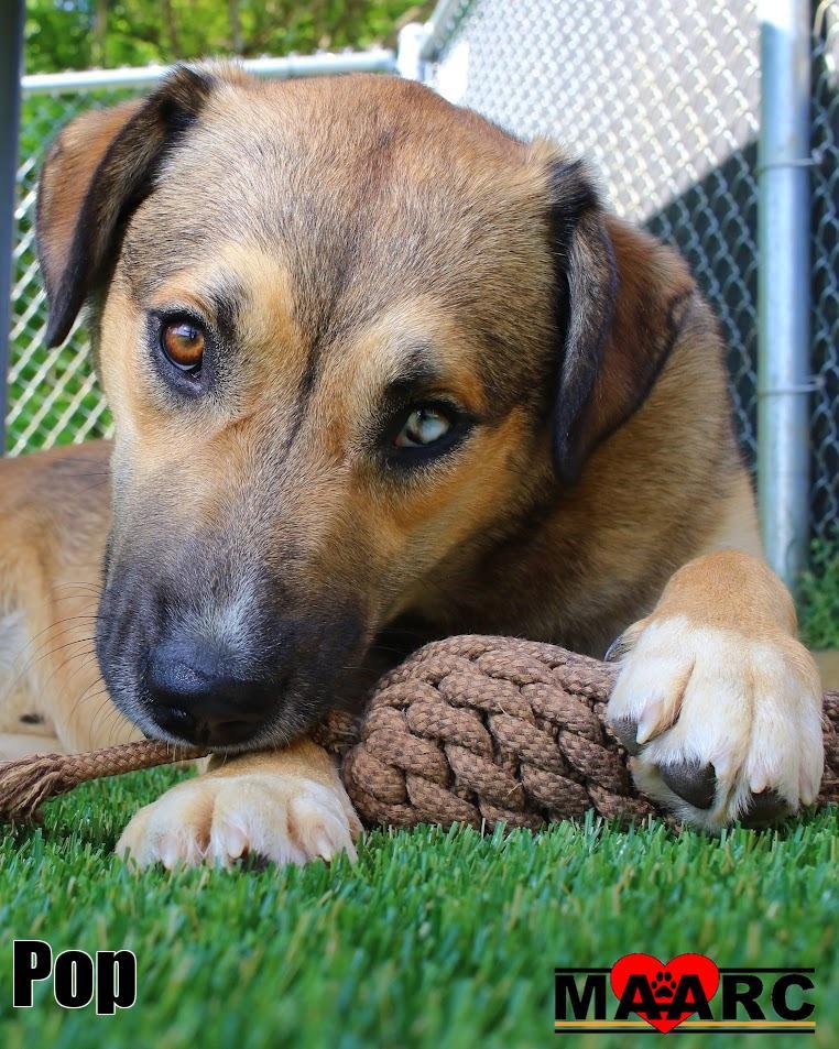 Enlarge Pop, a Adoptable mixed breed in Maryville, TN image 2/6