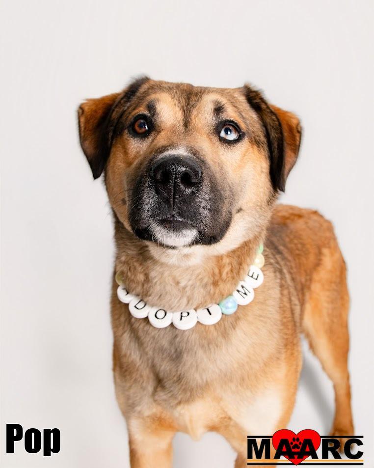 Enlarge Pop, a Adoptable mixed breed in Maryville, TN image 3/6