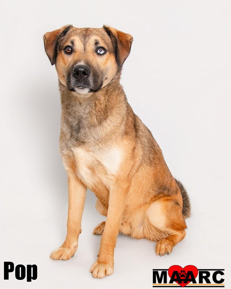 Enlarge Pop, a Adoptable mixed breed in Maryville, TN image 4/6