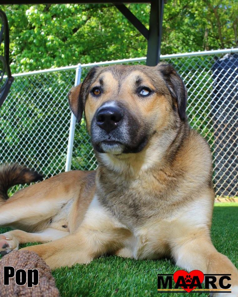 Enlarge Pop, a Adoptable mixed breed in Maryville, TN image 5/6