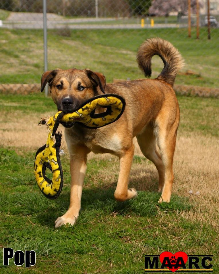Enlarge Pop, a Adoptable mixed breed in Maryville, TN image 6/6