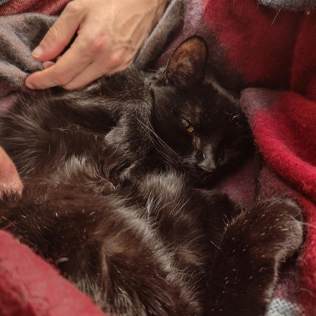 Hurricane, Adoptable, Senior Male Domestic Short Hair.