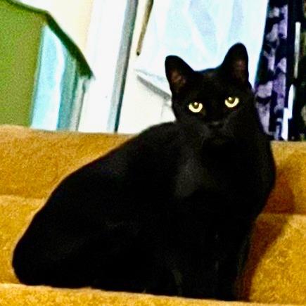 Enlarge Hurricane, a Adoptable Domestic Short Hair in Wakefield, MA image 3/5