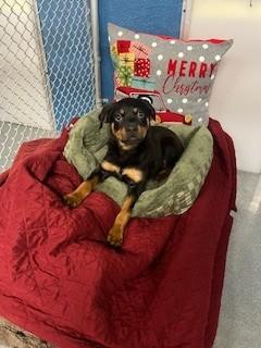 Enlarge Tootsie, a ADOPTABLE Rottweiler in Plainsboro, NJ image 1/1