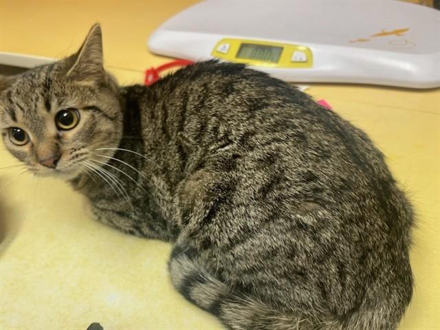 RUBY, Adoptable, Young Female Domestic Short Hair.