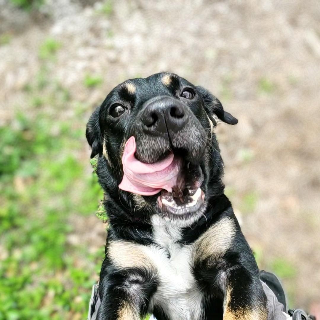 Rollo