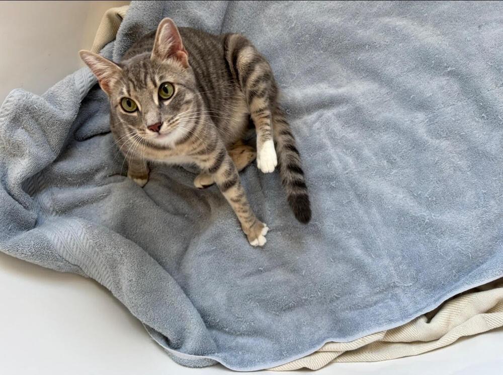 Starbuck, Adoptable, Adult Female Domestic Short Hair.