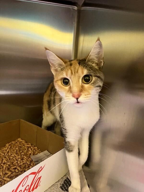 Cats & Kittens for Adoption in Jackson, TN | Petfinder