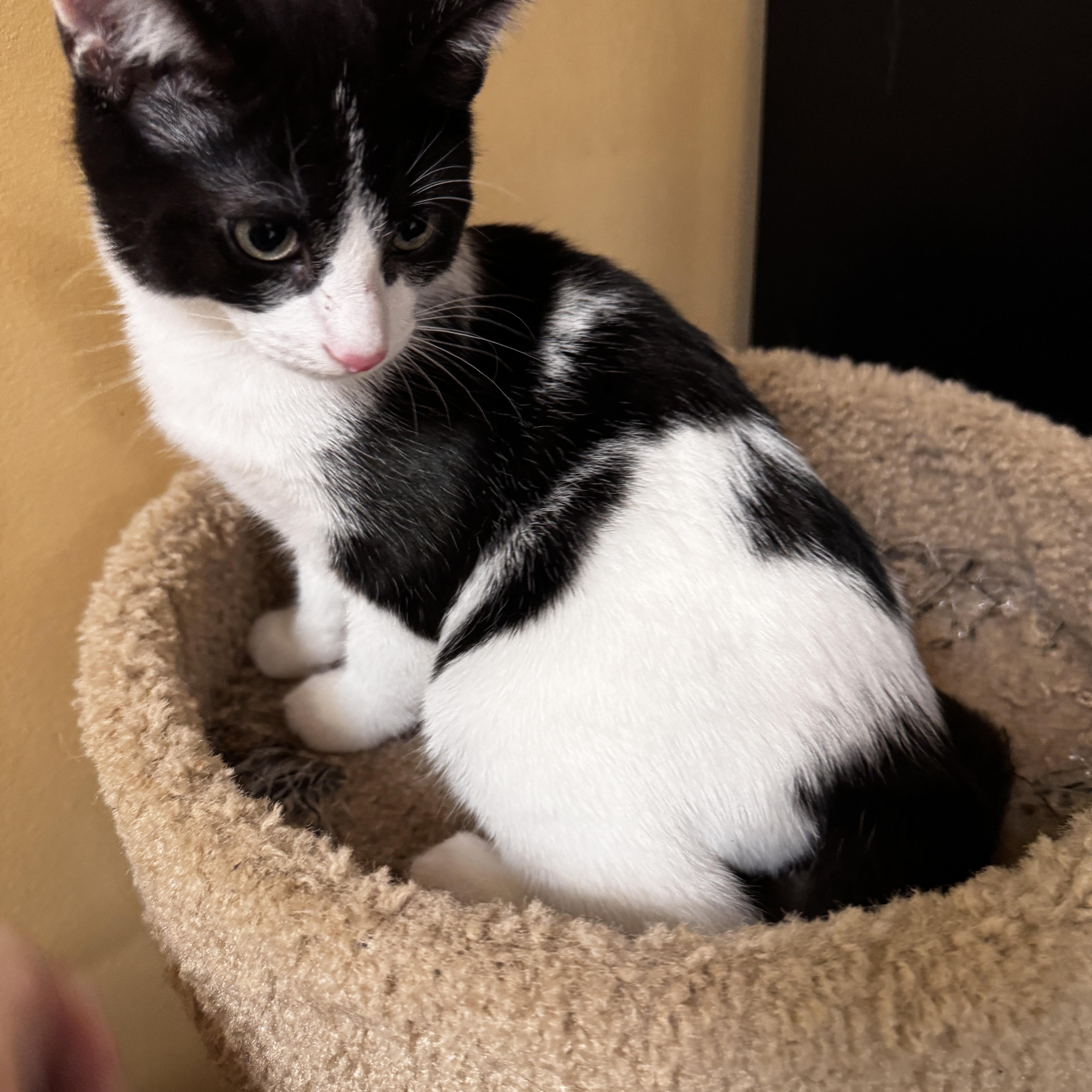 Roy, adopted, Kitten Male Tuxedo.