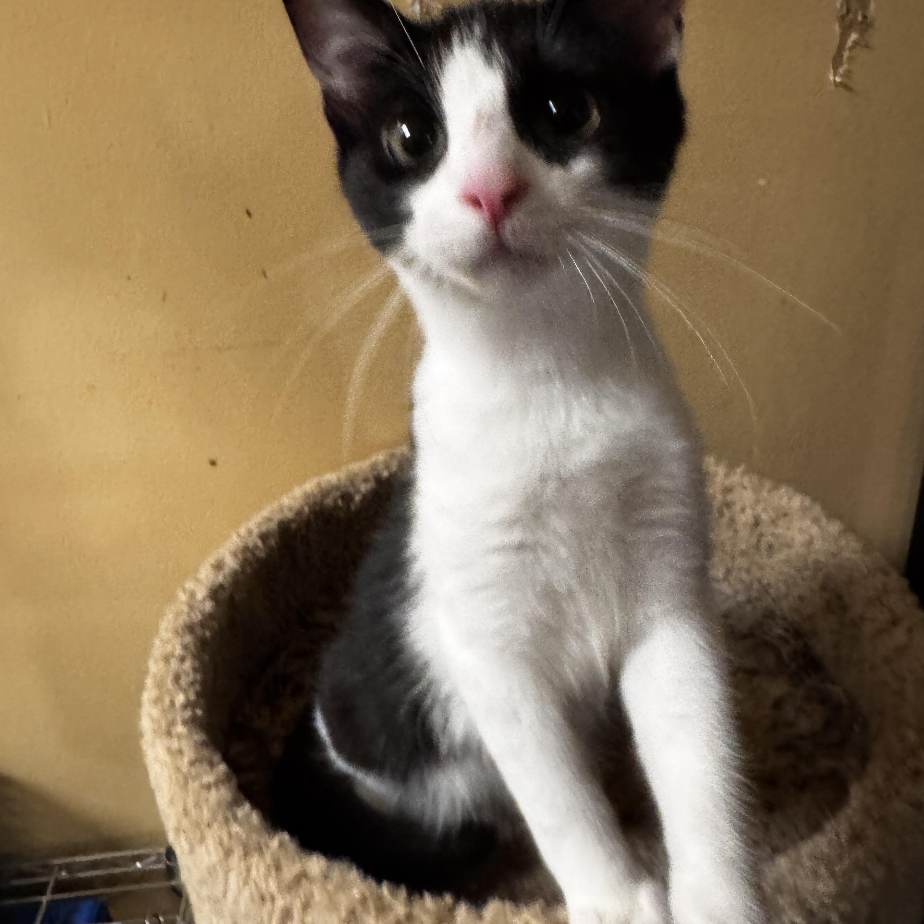 Enlarge Roy, an adopted Tuxedo in Independence, OH image 2/3