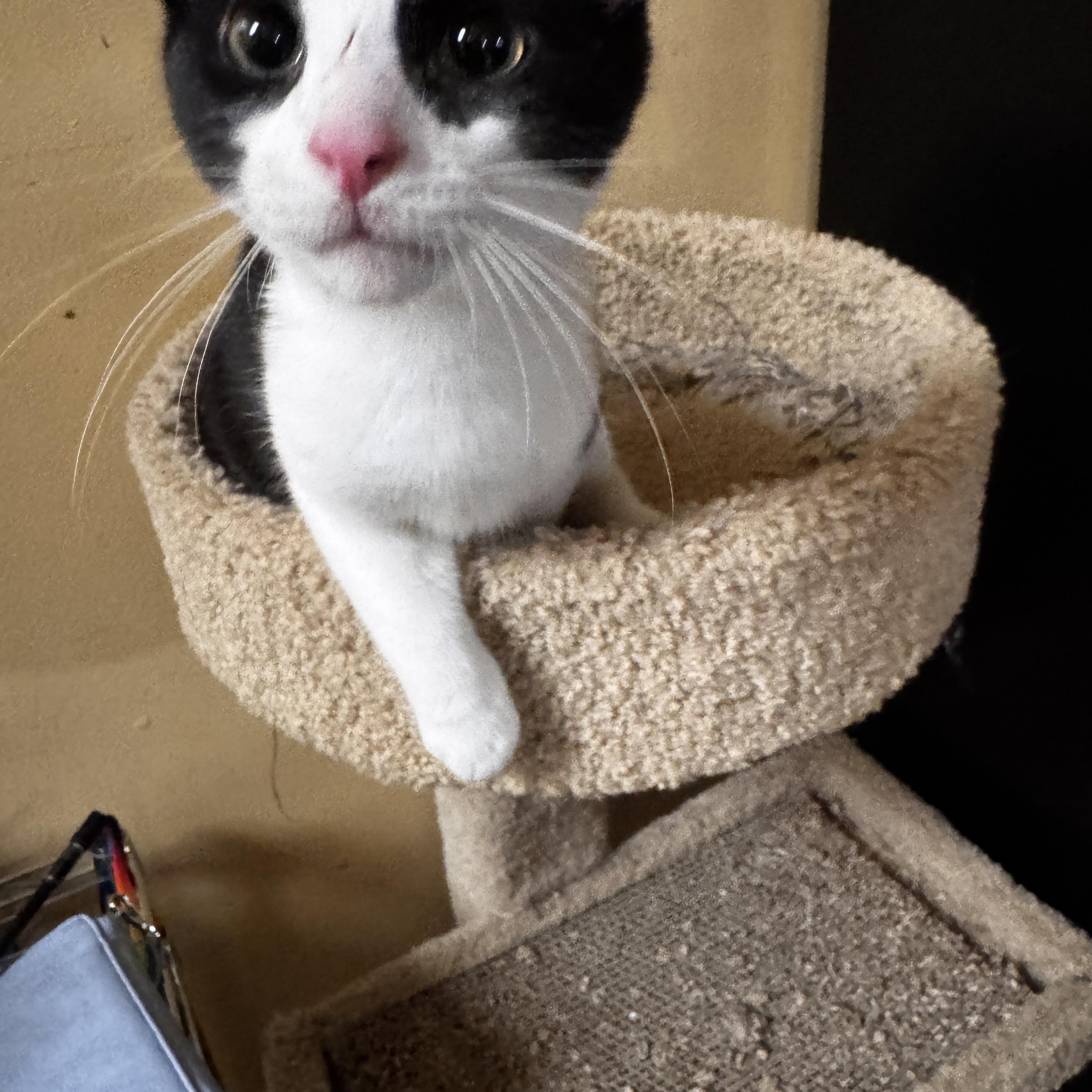 Enlarge Roy, an adopted Tuxedo in Independence, OH image 3/3