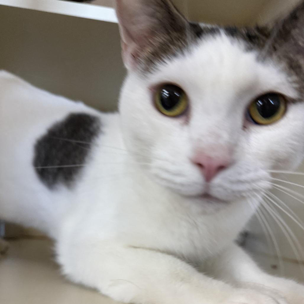 Enlarge Chicken Nugget, a Adoptable Domestic Short Hair in Idaho Falls, ID image 1/2