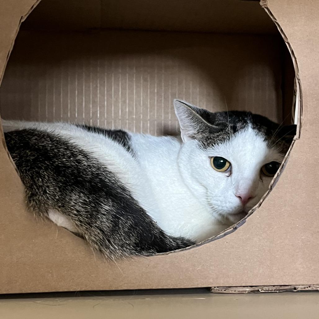 Enlarge Chicken Nugget, a Adoptable Domestic Short Hair in Idaho Falls, ID image 2/2