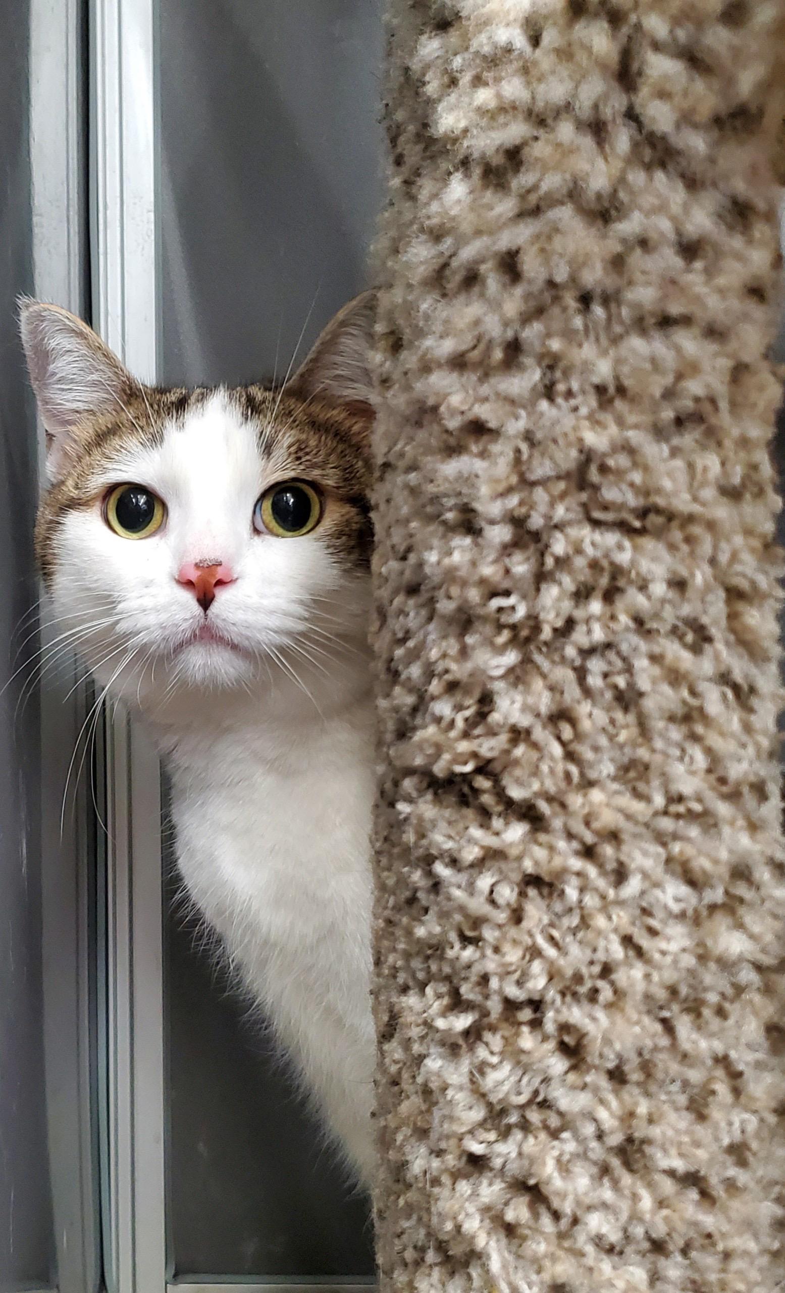 Enlarge PANDORA, a Adoptable Domestic Short Hair in Merrionette Park, IL image 1/3