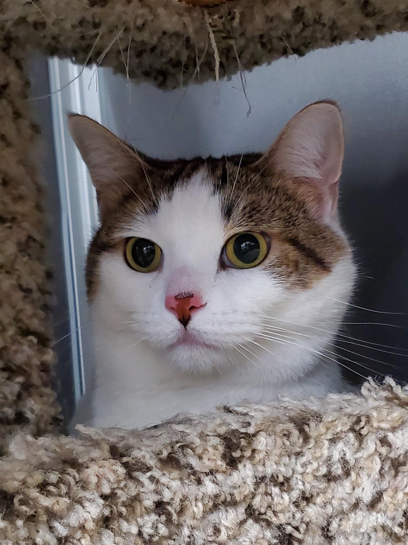 Enlarge PANDORA, a Adoptable Domestic Short Hair in Merrionette Park, IL image 2/3