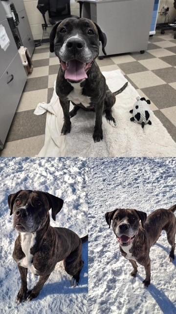 TOFU, Adoptable, Adult Female Cane Corso.