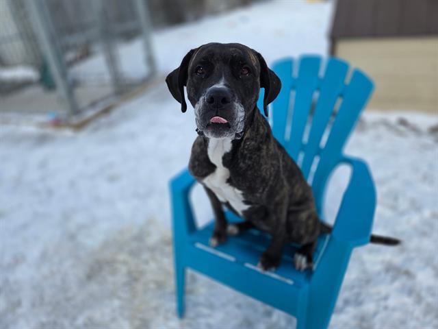 TOFU, Adoptable, Adult Female Cane Corso.