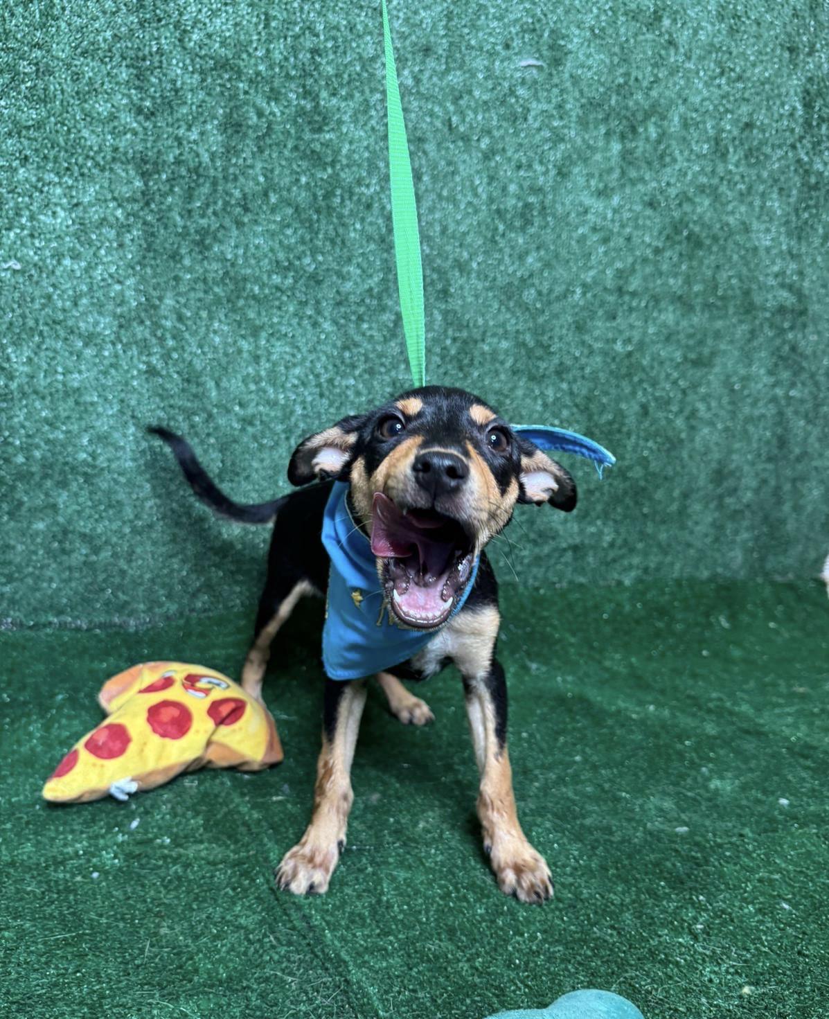 Ellie, a Adopted mixed breed in New York, NY image 2/3