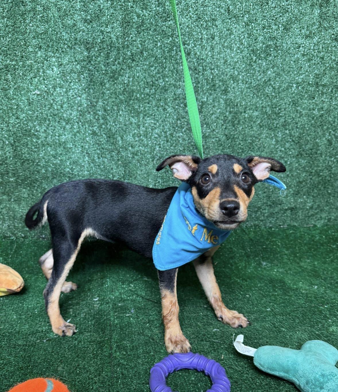 Ellie, a Adopted mixed breed in New York, NY image 3/3