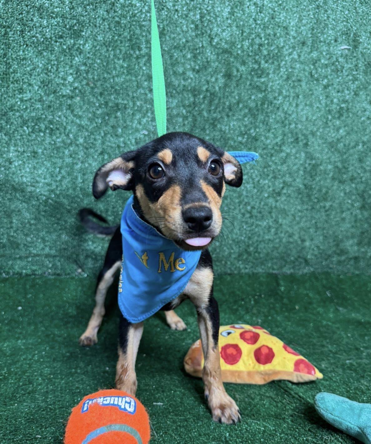 Ellie, a Adopted mixed breed in New York, NY image 1/3