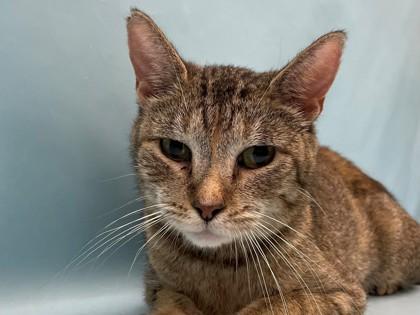 Peanut Butter Cup, Adoptable, Adult Female Domestic Short Hair & Domestic Short Hair.