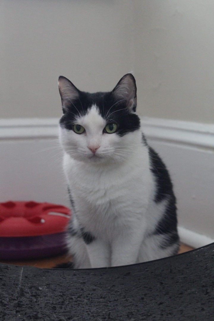 Andromeda, Adult Female Domestic Short Hair