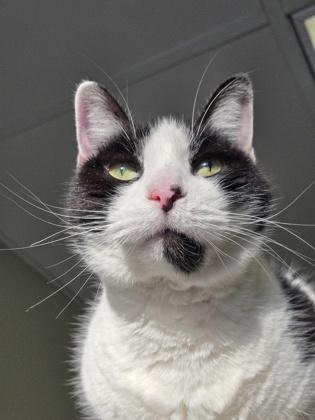 Grumplestiltskin thumbnail 3