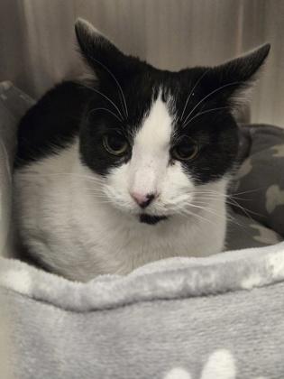 Grumplestiltskin thumbnail 4