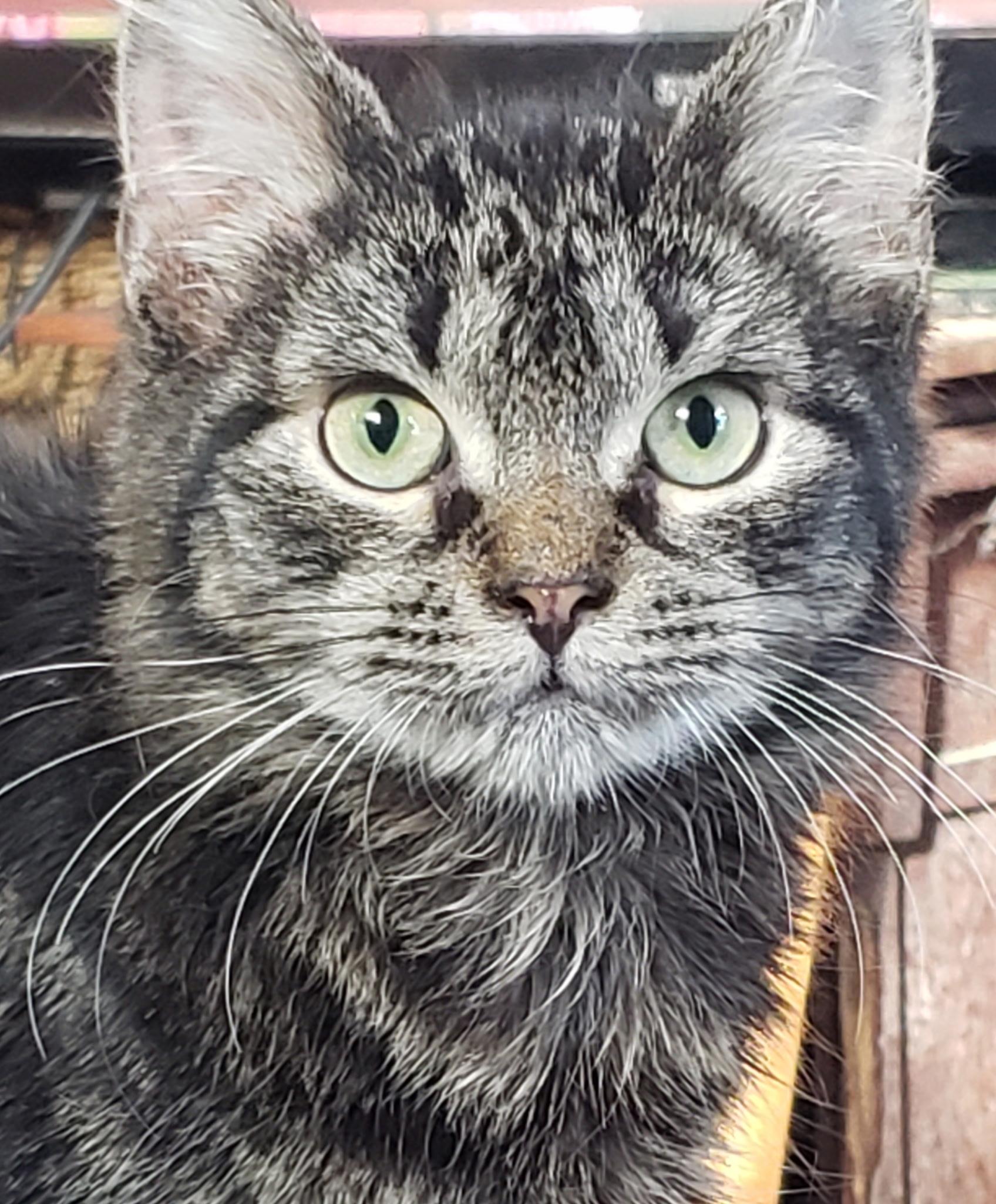 Enlarge Winston, a Adoptable Domestic Medium Hair in Cortland, NY image 1/3