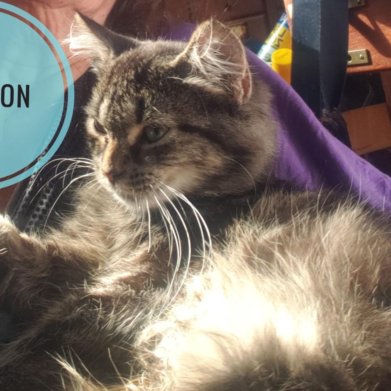 Enlarge Winston, a Adoptable Domestic Medium Hair in Cortland, NY image 3/3