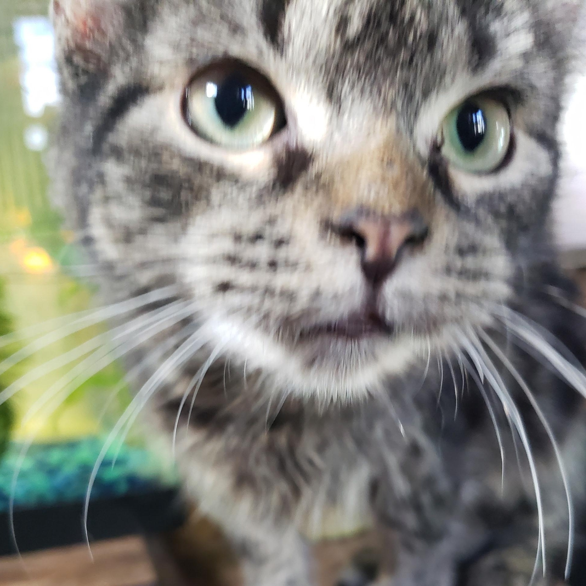 Enlarge Winston, a Adoptable Domestic Medium Hair in Cortland, NY image 2/3