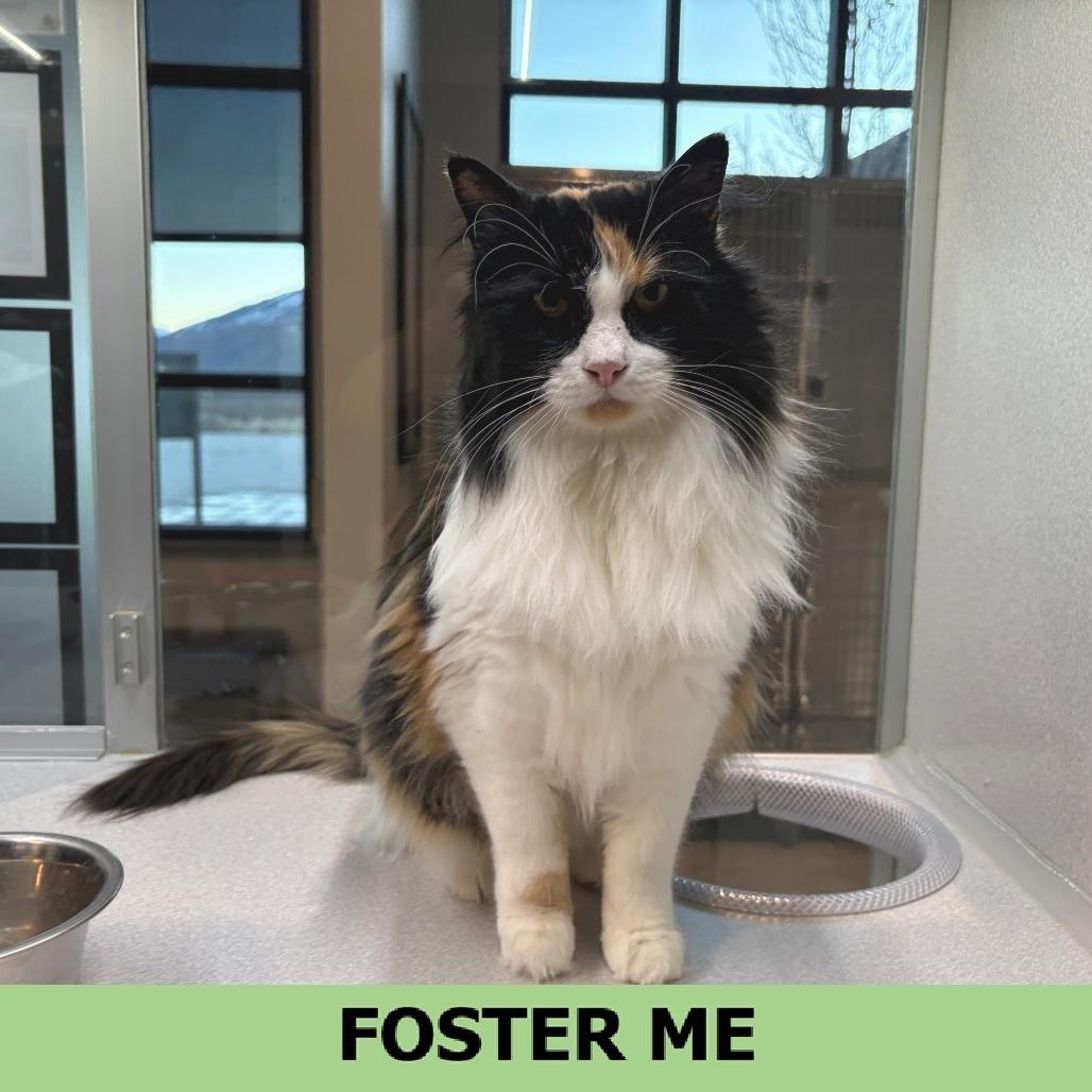 Darla, Adoptable, Adult Female Domestic Long Hair.