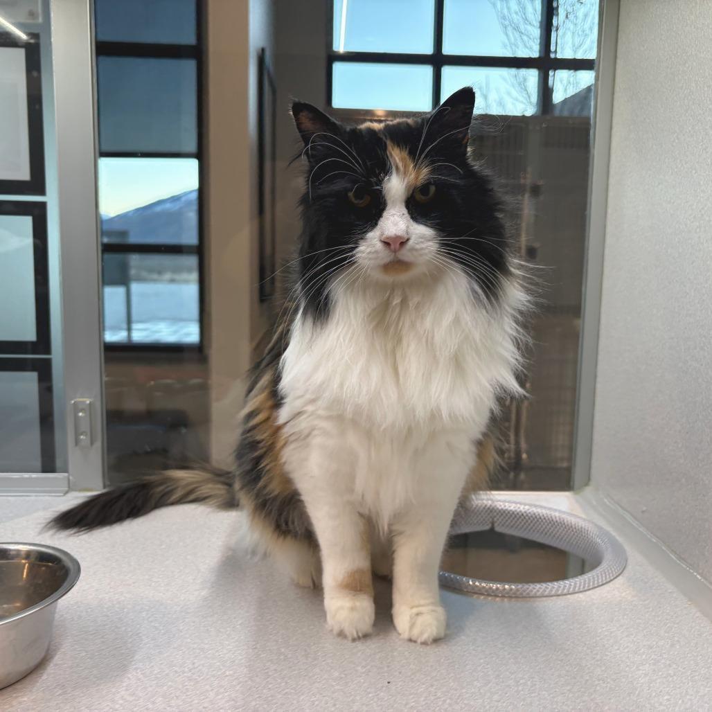 Darla, Adoptable, Adult Female Domestic Long Hair.