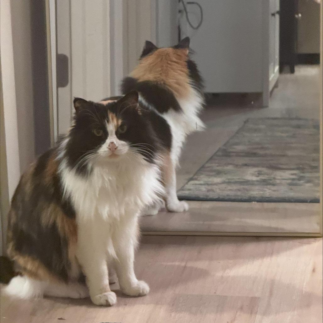 Darla, a Adoptable Domestic Long Hair in Hailey, ID image 2/6