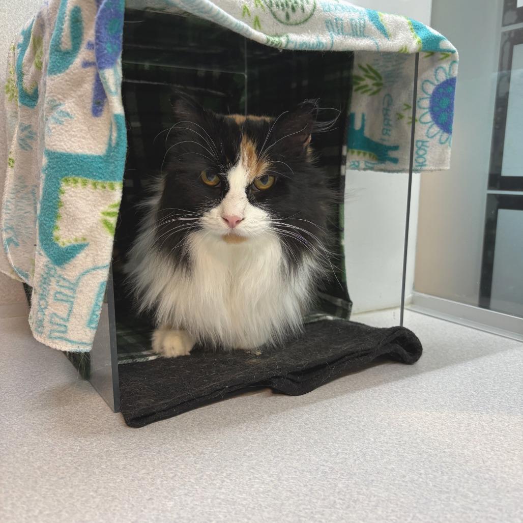 Enlarge Darla, a Adoptable Domestic Long Hair in Hailey, ID image 3/4