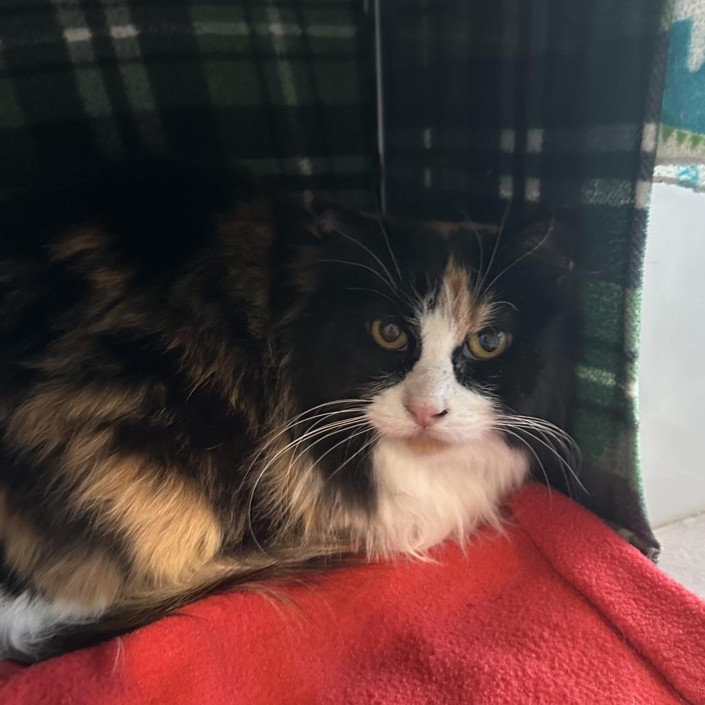 Enlarge Darla, a Adoptable Domestic Long Hair in Hailey, ID image 4/4